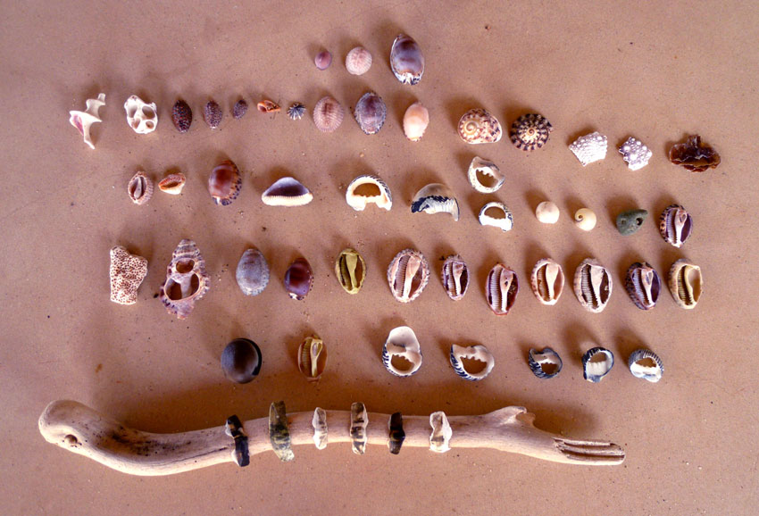 shell collection